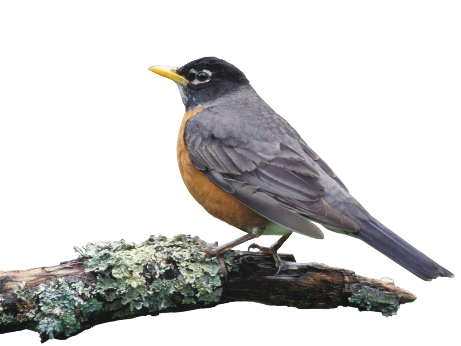 Bird on a Branch Group Game