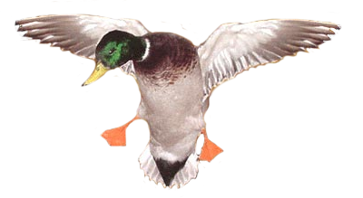 Duck Duck Goose Group Game